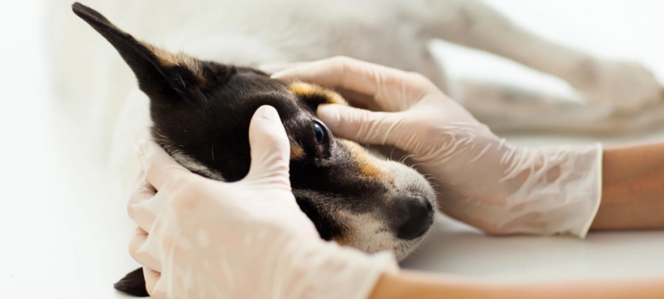 Dog receiving a tonometry exam